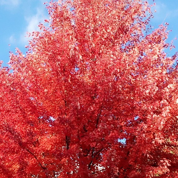 Meet your Posher, Bika - Picture 1 of 1